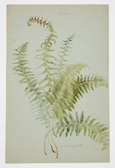 Studie av Fern av Sophia L. Crownfield