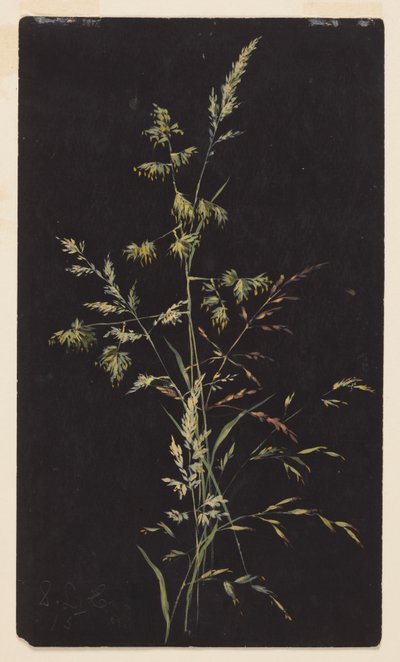 Studie av gress i frø av Sophia L. Crownfield