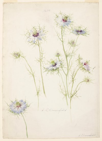 Studie av Love-in-a-mist av Sophia L. Crownfield