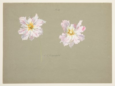 Studie av blekrosa peoner av Sophia L. Crownfield