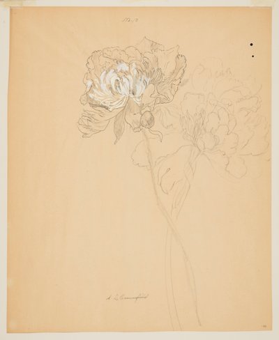 Studie av peoner av Sophia L. Crownfield