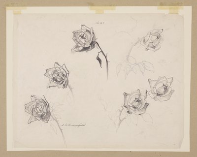 Studie av roser av Sophia L. Crownfield