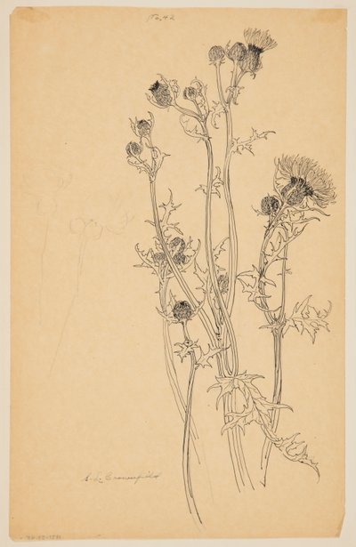 Studie av tistelplanter av Sophia L. Crownfield