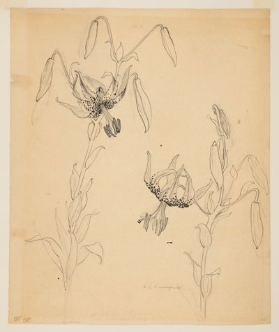 Studie av tigerliljer av Sophia L. Crownfield