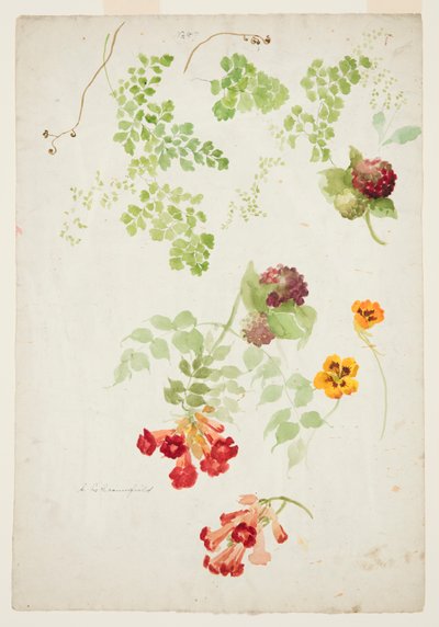 Studie av Maidenhair Fern, Trumpet Vine og Nasturtium av Sophia L. Crownfield