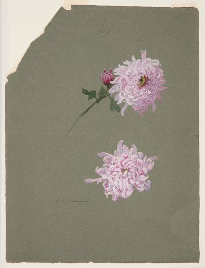 To studier av fiolette krysantemum av Sophia L. Crownfield