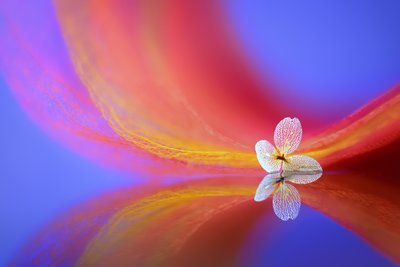 Delikat blomsterrefleksjon av Sophie Pan