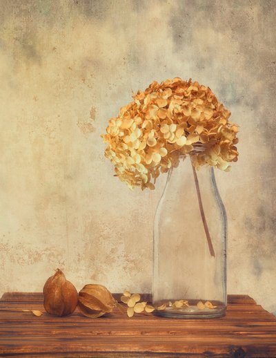 Stillbilde av tørket hortensia av Sophie Pan