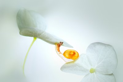 Sneglens reise gjennom blomsterbladene av Sophie Pan