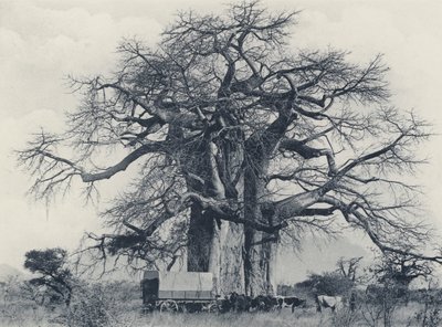 Et baobab-tre (s/hvitt-bilde) av South African Photographer