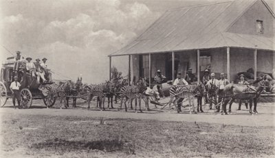 Et nytt transportmiddel, sebraer for å tegne posttreneren (s/hvitt-bilde) av South African Photographer