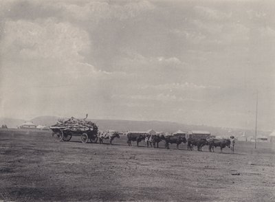 En oksevogn (s/hvitt bilde) av South African Photographer