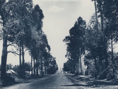 Avenue of Blue Gum Trees, Pretoria (s/hvitt bilde) av South African Photographer