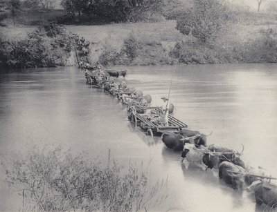 Hvordan elver krysses i Transvaal (s/hvitt-bilde) av South African Photographer