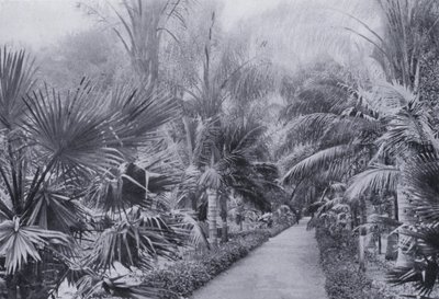 Palm Avenue, Botanic Gardens, Durban (s/hvitt-bilde) av South African Photographer