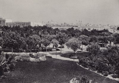 Cadiz: Parque Genoves (s/hvitt bilde) av Spanish Photographer