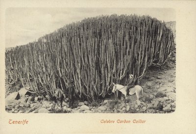 Menn som ser på den berømte kaktusen ved Cardon på Tenerife (s/h-bilde) av Spanish Photographer