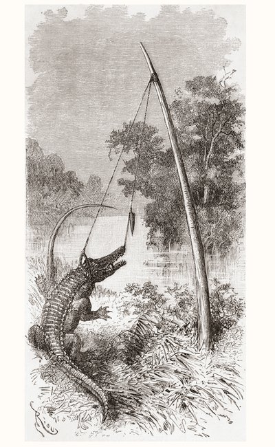 En alligatorfelle på elven Oyapock eller Oiapoque, som danner grensen til Fransk Guyana og Brasil av Spanish School