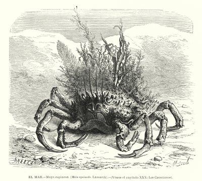 Europeisk edderkoppkrabbe (Maja squinado) (litho) av Spanish School