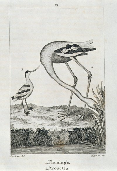 Flamingo og Avosetta, fra A History of the Earth and Animated Nature, London 1816 (kobberplategravering) av Spanish School