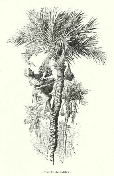 Høsting dadler (litho) av Spanish School