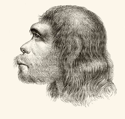 Head of a Neanderthal Man, fra 