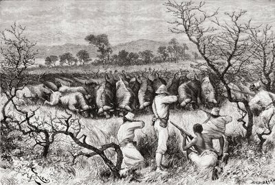 Jakt på bøffel i Sentral-Afrika på slutten av 1800-tallet, fra 