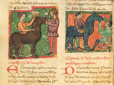 Ms 214 fol.26v Curing glossitis in a horse, fra Libro de Menescalcia y Albeyteria av Juan Alvarez, ca. 1390 av Spanish School