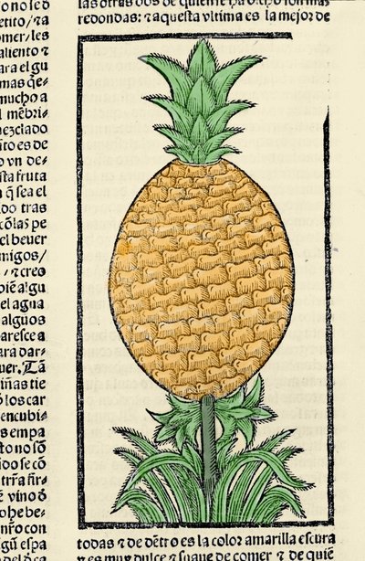 Representasjon av en ananas. Gravering fra boken "General history of the Indias, islands and fastland of the ocean sea"" av Gonzalo Fernandez de Oviedo (Gonzalo) eller Fernandez de, eller Hernandez de Oviedo y Valdes (1478-1557) av Spanish School