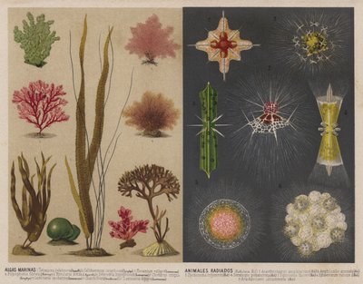 Tang og lysende vannlevende dyr (chromolitho) av Spanish School