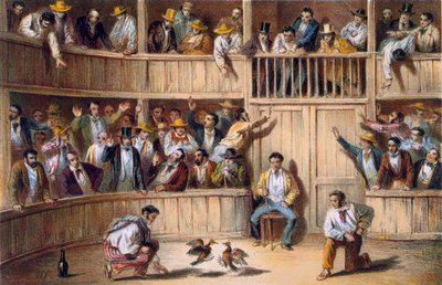 Hanekampgjerde, Cuba (fargelitografi) av Spanish School