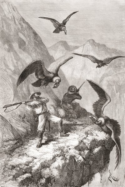 Édouard François André og følgesvenn ble angrepet av kondorer nær Calacali, Pichincha-provinsen, Ecuador, under hans botaniseringsekspedisjon ved foten av Andesfjellene i 1875-76 av Spanish School
