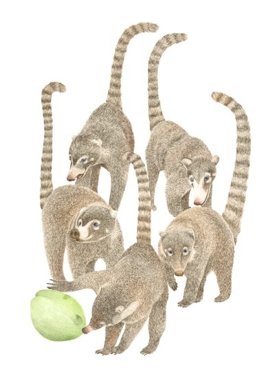 Costa Rica Coatis, 2019 (grafittblyant og digital) av Stacy Hsu