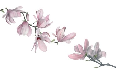 Magnolia, 2015 (grafittblyant og akvarell) av Stacy Hsu