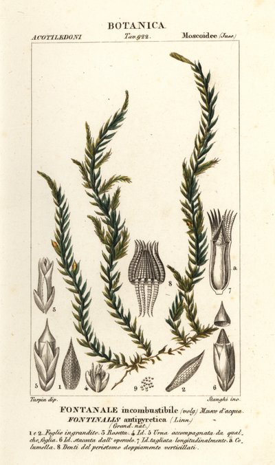 Antifever fontinalis mose, Fontinalis antipyretica av Stanghi Stanghi