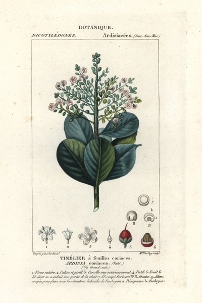 Biffved, Ardisia coriacea av Stanghi Stanghi