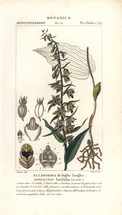 Bredbladet helleborinorkide, Epipactis helleborine av Stanghi Stanghi