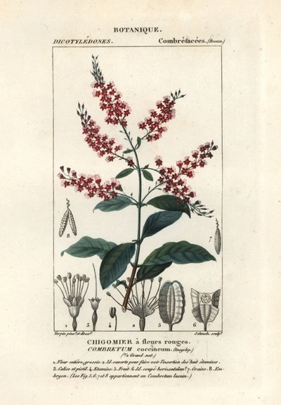 Bushwillow, Combretum coccineum av Stanghi Stanghi