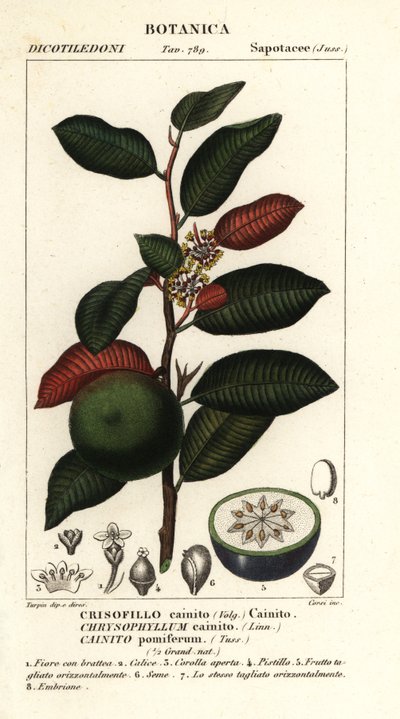 Cainite, Chrysophyllum cainite av Stanghi Stanghi