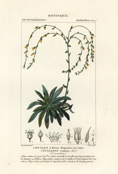 Canyon live-forever,, Dudleya cymosa av Stanghi Stanghi