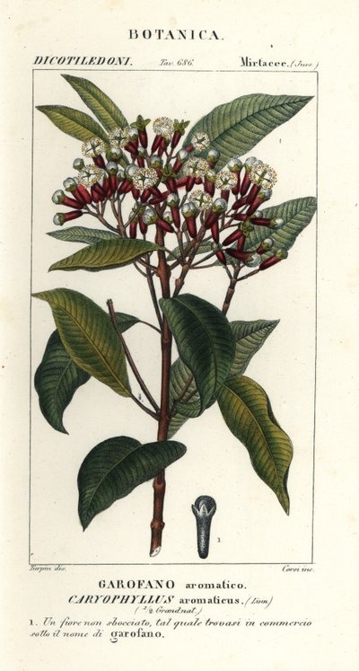 Fedd, Syzygium aromaticum av Stanghi Stanghi
