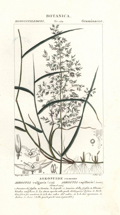 Vanlig bøyd, Agrostis capillaris av Stanghi Stanghi
