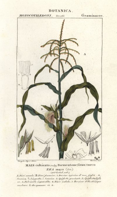 Mais eller mais, Zea mays av Stanghi Stanghi