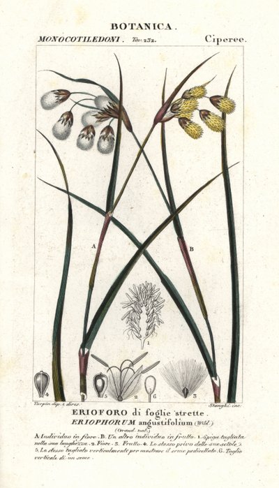 Bomullsgress eller bomullsdynge, Eriophorum angustifolium av Stanghi Stanghi