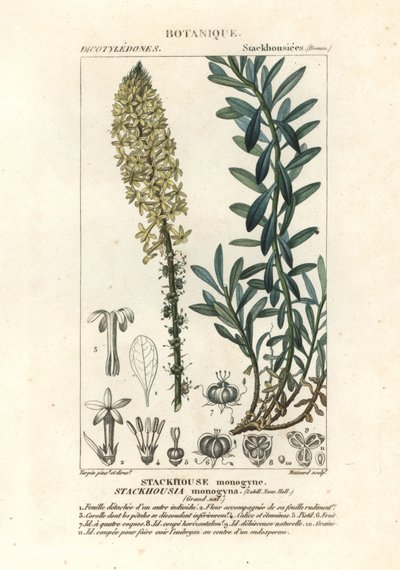 Kremet stearinlys, Stackhousia monogyna av Stanghi Stanghi