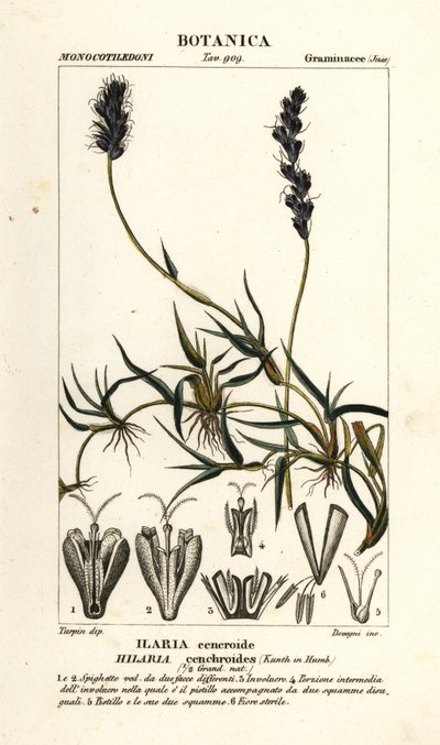 Krøllete mesquite, Hilaria cenchroides av Stanghi Stanghi