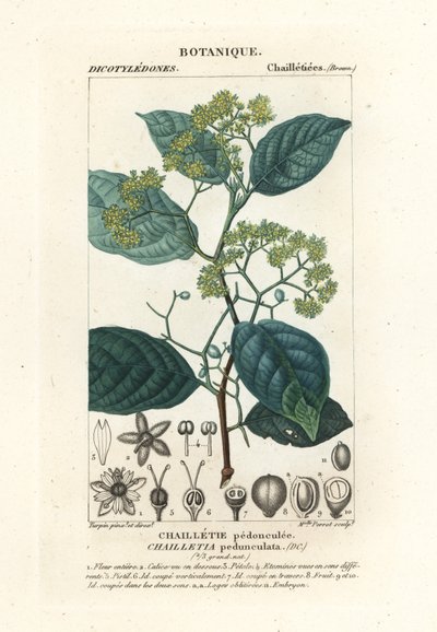 Dichapetalum pedunculate av Stanghi Stanghi