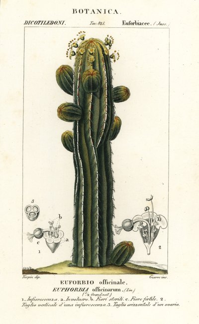 Euphorbia officinarum av Stanghi Stanghi
