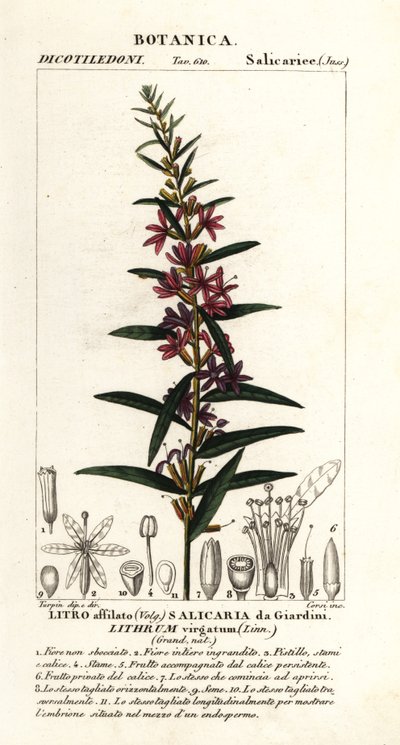 Europeisk tryllestav loosestrife, Lythrum virgatum av Stanghi Stanghi