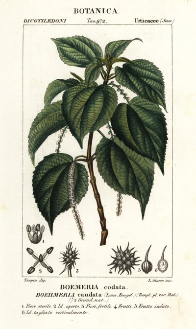 Falsk brennesle, Boehmeria caudata av Stanghi Stanghi